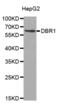 Debranching RNA Lariats 1 antibody, abx003564, Abbexa, Western Blot image 