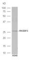 Ras association domain-containing protein 3 antibody, GTX51688, GeneTex, Western Blot image 