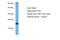 Riboflavin Kinase antibody, PA5-70654, Invitrogen Antibodies, Western Blot image 