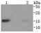 TNF Receptor Superfamily Member 12A antibody, NBP2-67729, Novus Biologicals, Western Blot image 