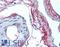 Elastin antibody, LS-B2146, Lifespan Biosciences, Immunohistochemistry frozen image 