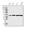 Aldolase, Fructose-Bisphosphate A antibody, M05022-2, Boster Biological Technology, Western Blot image 