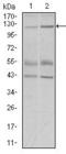 Piwi Like RNA-Mediated Gene Silencing 4 antibody, GTX60725, GeneTex, Western Blot image 