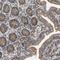 mCAC antibody, HPA016862, Atlas Antibodies, Immunohistochemistry frozen image 