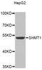 Serine Hydroxymethyltransferase 1 antibody, STJ25525, St John