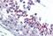 GUAA antibody, MBS246611, MyBioSource, Immunohistochemistry paraffin image 