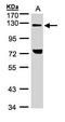 Transforming Acidic Coiled-Coil Containing Protein 2 antibody, LS-C186161, Lifespan Biosciences, Western Blot image 