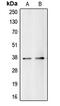 BUB3 Mitotic Checkpoint Protein antibody, MBS821647, MyBioSource, Western Blot image 