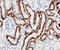 Solute Carrier Family 22 Member 6 antibody, LS-C312836, Lifespan Biosciences, Immunohistochemistry paraffin image 