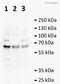 Catalase antibody, ab52477, Abcam, Western Blot image 