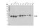 Transmembrane Protein 173 antibody, 50494S, Cell Signaling Technology, Western Blot image 