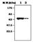 Protein Tyrosine Phosphatase Non-Receptor Type 6 antibody, orb95159, Biorbyt, Western Blot image 