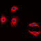 Claudin 3 antibody, LS-B15522, Lifespan Biosciences, Immunofluorescence image 