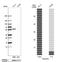 Ras association domain-containing protein 8 antibody, NBP1-88388, Novus Biologicals, Western Blot image 