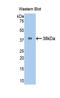 Arginase 2 antibody, LS-C292380, Lifespan Biosciences, Western Blot image 