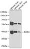 Trans-1,2-dihydrobenzene-1,2-diol dehydrogenase antibody, 22-326, ProSci, Western Blot image 