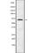 Chromodomain Y-like protein antibody, abx149180, Abbexa, Western Blot image 