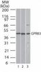 G Protein-Coupled Receptor 83 antibody, TA336990, Origene, Western Blot image 