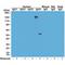 Immunoglobulin Heavy Constant Gamma 4 (G4m Marker) antibody, M11385-2, Boster Biological Technology, Western Blot image 