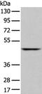 Solute Carrier Family 2 Member 6 antibody, PA5-51289, Invitrogen Antibodies, Western Blot image 