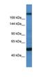 Transcription Factor 20 antibody, orb324767, Biorbyt, Western Blot image 