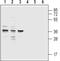 CYSLTR1 antibody, PA5-77472, Invitrogen Antibodies, Western Blot image 