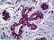 Homeobox protein engrailed-1 antibody, LS-B5401, Lifespan Biosciences, Immunohistochemistry paraffin image 