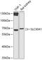 Solute Carrier Family 30 Member 1 antibody, 14-488, ProSci, Western Blot image 