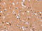 Intercellular Adhesion Molecule 5 antibody, CSB-PA084116, Cusabio, Immunohistochemistry paraffin image 