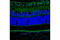 Chloride Voltage-Gated Channel 3 antibody, 13359S, Cell Signaling Technology, Flow Cytometry image 