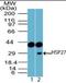 Heat Shock Protein Family B (Small) Member 1 antibody, orb96275, Biorbyt, Western Blot image 