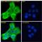 Adenosine A2b Receptor antibody, LS-C54450, Lifespan Biosciences, Immunofluorescence image 