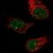 Zinc Finger And BTB Domain Containing 5 antibody, NBP2-13536, Novus Biologicals, Immunofluorescence image 
