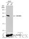 Coiled-Coil-Helix-Coiled-Coil-Helix Domain Containing 3 antibody, GTX119821, GeneTex, Western Blot image 