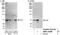 Cryptochrome Circadian Regulator 2 antibody, NBP1-41086, Novus Biologicals, Western Blot image 