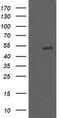 KIAA0860 antibody, TA502809, Origene, Western Blot image 