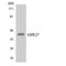 G Protein-Coupled Receptor 27 antibody, LS-C292024, Lifespan Biosciences, Western Blot image 