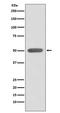 Estrogen Related Receptor Alpha antibody, M03339, Boster Biological Technology, Western Blot image 