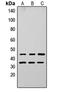 Apolipoprotein L3 antibody, LS-C354534, Lifespan Biosciences, Western Blot image 