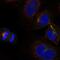 Kelch Like Family Member 22 antibody, NBP2-32606, Novus Biologicals, Immunofluorescence image 