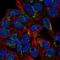 Phosphorylase Kinase Regulatory Subunit Beta antibody, NBP2-57900, Novus Biologicals, Immunofluorescence image 