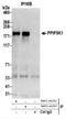 Diphosphoinositol Pentakisphosphate Kinase 1 antibody, NBP2-44292, Novus Biologicals, Western Blot image 