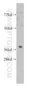 Prostaglandin Reductase 2 antibody, 14164-1-AP, Proteintech Group, Western Blot image 