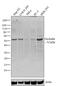 Occludin antibody, 33-1500, Invitrogen Antibodies, Western Blot image 