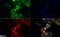 NACHT, LRR and PYD domains-containing protein 4 antibody, NBP2-31375, Novus Biologicals, Immunocytochemistry image 
