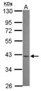 Mevalonate Kinase antibody, NBP2-19447, Novus Biologicals, Western Blot image 
