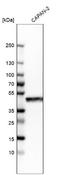 GRAM Domain Containing 2B antibody, NBP1-82149, Novus Biologicals, Western Blot image 