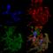 Gamma-Aminobutyric Acid Type B Receptor Subunit 1 antibody, SMC-403D-RPE, StressMarq, Immunofluorescence image 