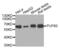 Poly(U)-binding-splicing factor PUF60 antibody, abx003380, Abbexa, Western Blot image 