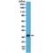 Calbindin 2 antibody, M04255-5, Boster Biological Technology, Western Blot image 